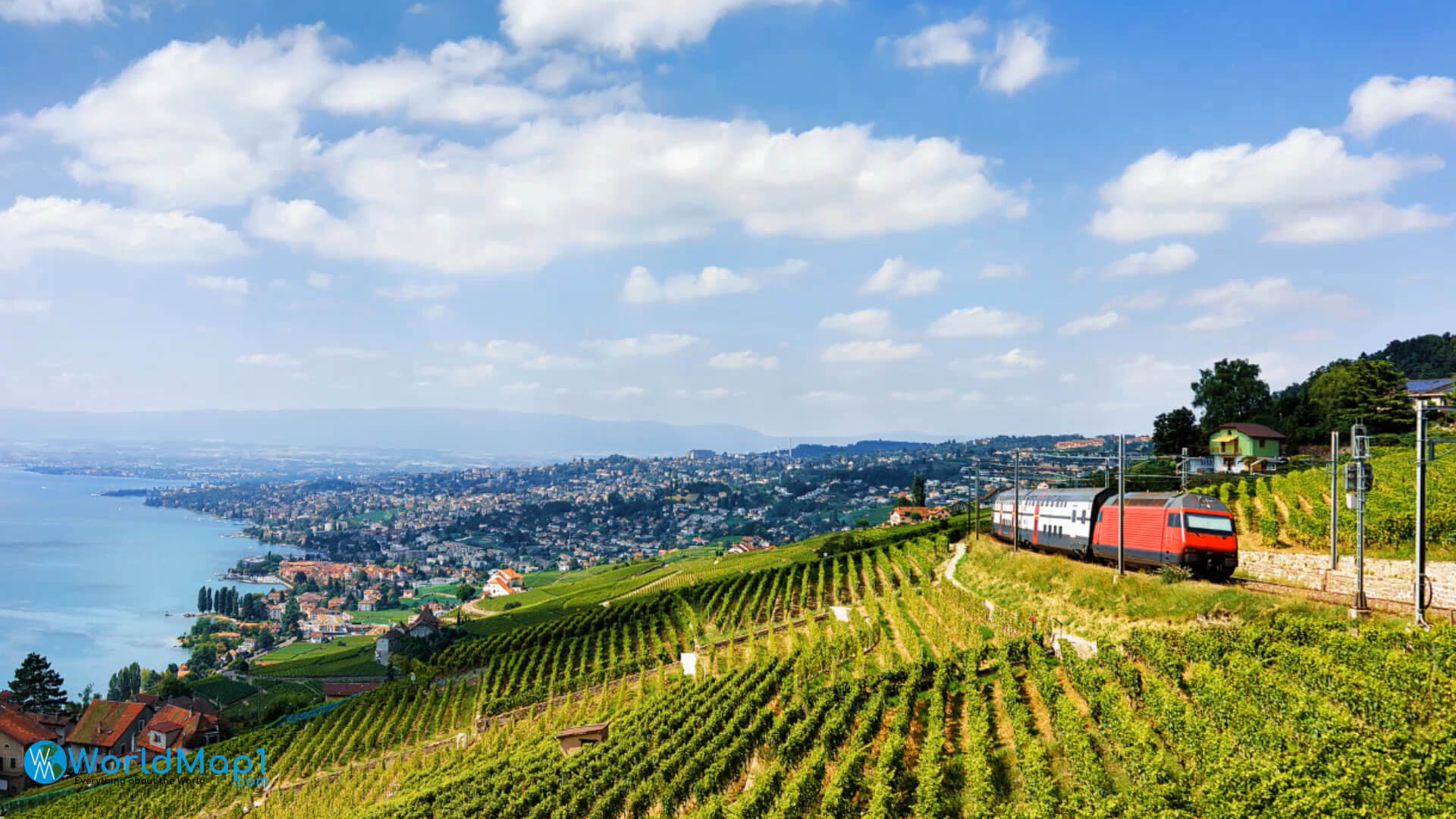 Train Passing Through the Vineyards in Lausanne